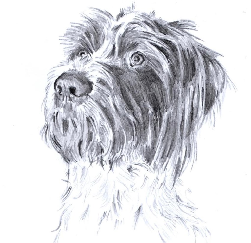 A black and white pencil drawing of a Wire Haired Pointer